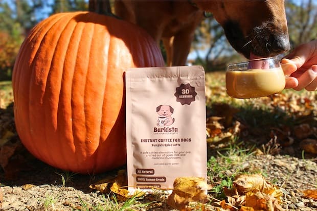 Dog sipping Barkista next to a pumpkin